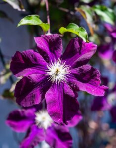 Clematis Warszawska Nike
