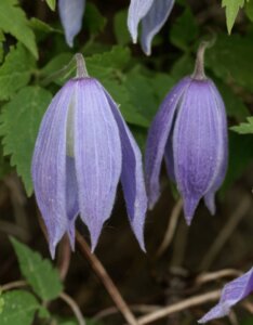 Clematis alpina