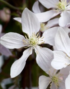 Clematis armandii Apple Blossom