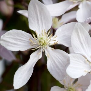 Clematis armandii Apple Blossom