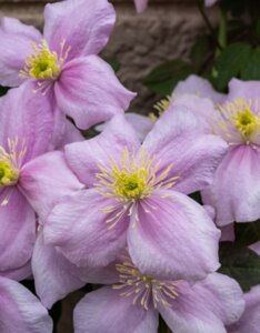 Clematis montana Mayleen