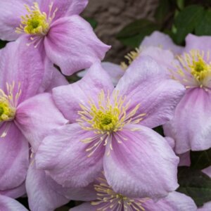 Clematis montana Mayleen