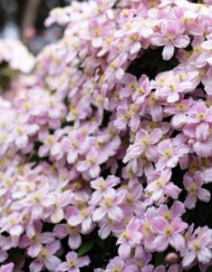 Clematis montana Pink Perfection