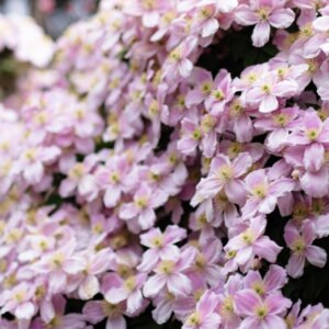 Clematis montana Pink Perfection