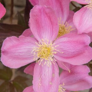 Clematis montana Rubens