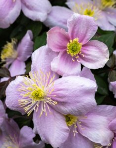 Clematis montana Tetrarose
