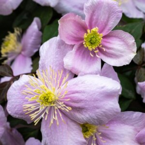 Clematis montana Tetrarose