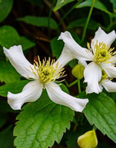 Clematis montana Wilsonii