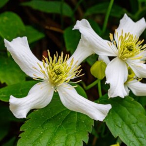 Clematis montana Wilsonii