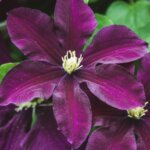 Clematis viticella Etoile Violette