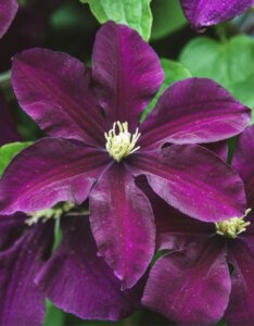 Clematis viticella Etoile Violette