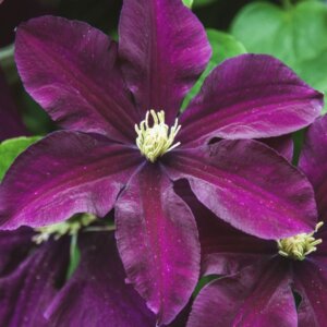 Clematis viticella Etoile Violette