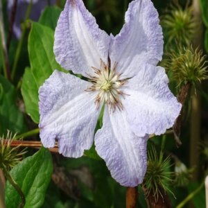 Clematite Blekitny Aniol Blue