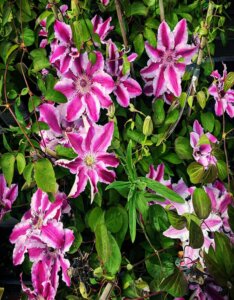 Clématite - Clematis Souvenir du Capitaine Thuilleaux
