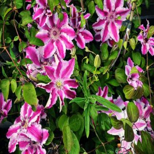 Clématite - Clematis Souvenir du Capitaine Thuilleaux