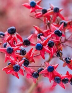 Clerodendrum trichotomum - Clerodendron