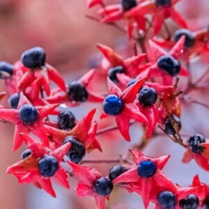 Clerodendrum trichotomum - Clerodendron
