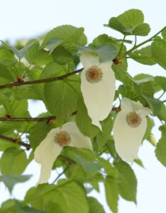 Davidia involucrata