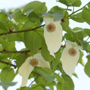 Davidia involucrata