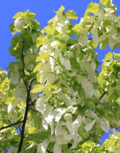 Davidia involucrata