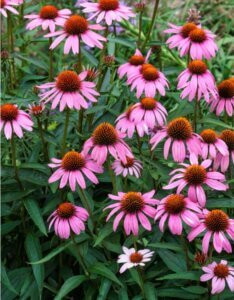 Echinacea