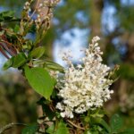 Fallopia baldschuanica