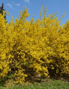 Forsythia