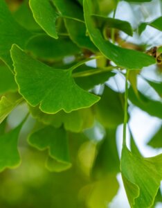Ginkgo-biloba