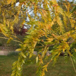 Gleditsia triacanthos ‘Sunburst’