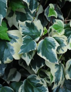 Hedera algeriensis Gloire De Marengo