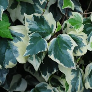 Hedera algeriensis Gloire De Marengo