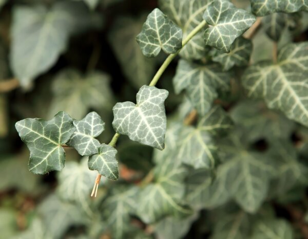 Hedera helix Glacier