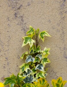 Hedera helix Goldchild