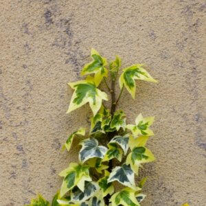 Hedera helix Goldchild