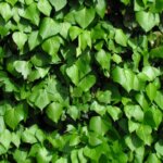 Hedera hibernica