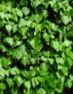 Hedera hibernica