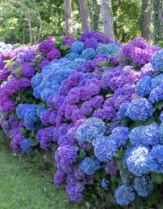 Hortensia