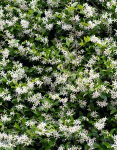 Jasminum officinale buisson