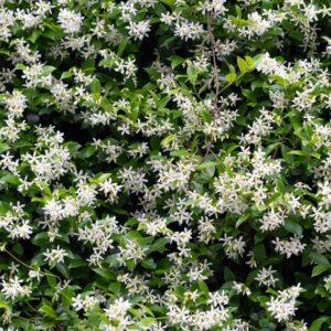 Jasminum officinale buisson