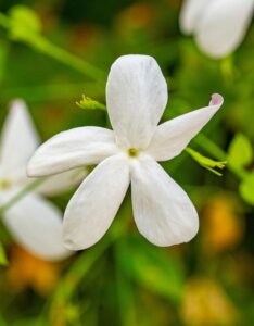 Jasminum officinale fleur