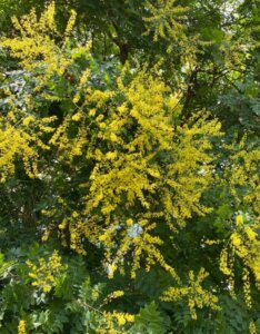 Koelreuteria paniculata floraison