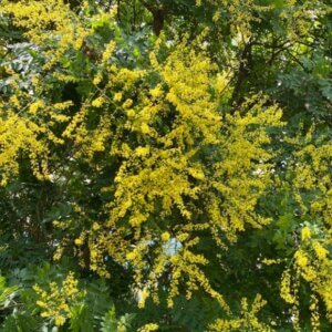 Koelreuteria paniculata floraison