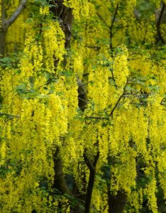 Laburnum anagyroides
