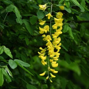 Laburnum anagyroides