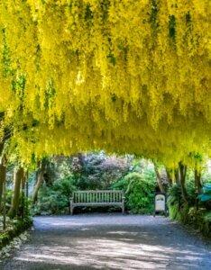 Laburnum x watereri ‘Vossii’