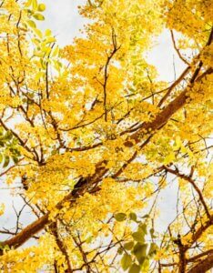 Laburnum x watereri ‘Vossii’