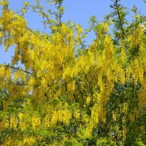 Laburnum x watereri ‘Vossii’
