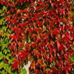 Le Parthenocissus tricuspidata Veitchii Robusta
