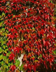 Le Parthenocissus tricuspidata Veitchii Robusta
