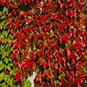 Le Parthenocissus tricuspidata Veitchii Robusta